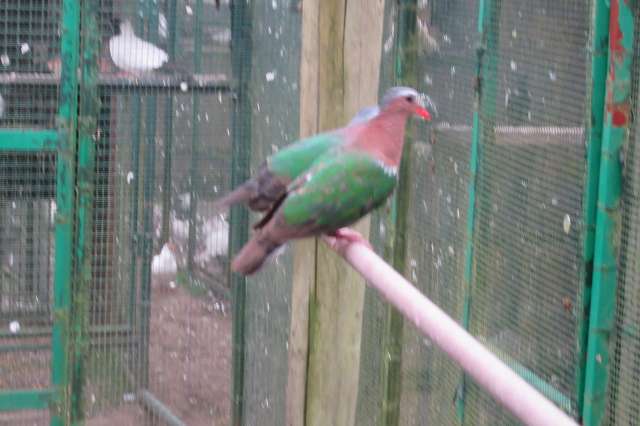 groenvleugelduiven koppels ook losse doffers