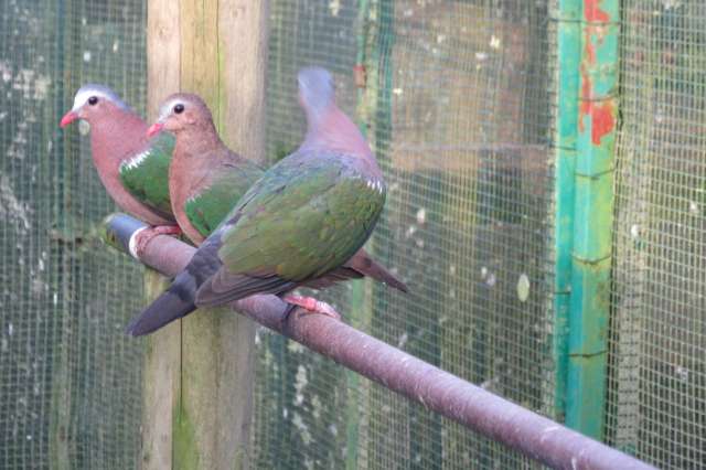 groenvleugelduiven koppels ook losse doffers