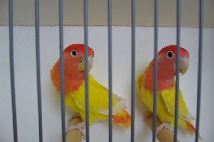 opaline lutino