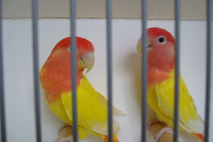 opaline lutino