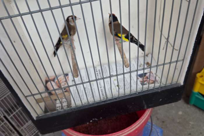 kleine putters (elzen putter)