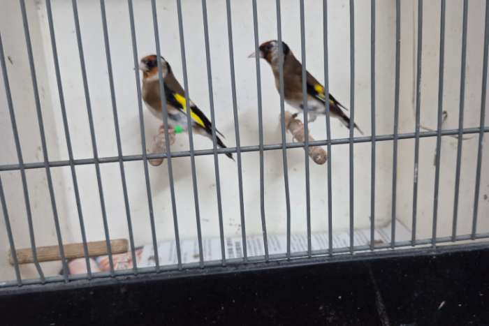 kleine putters (elzen putter)