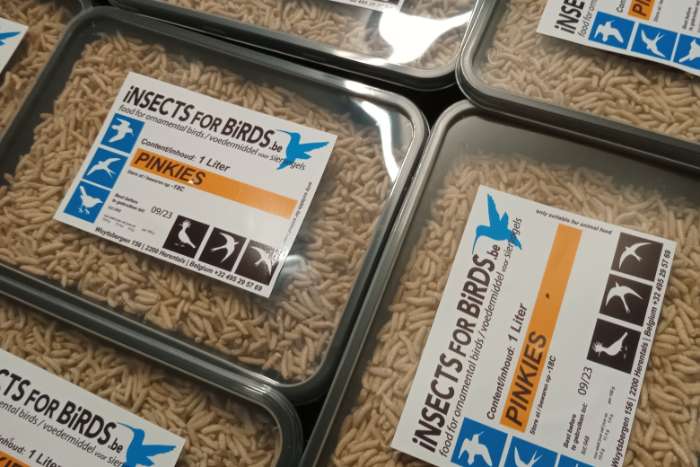 promo full box diepvries insecten / frozen insects !!!!