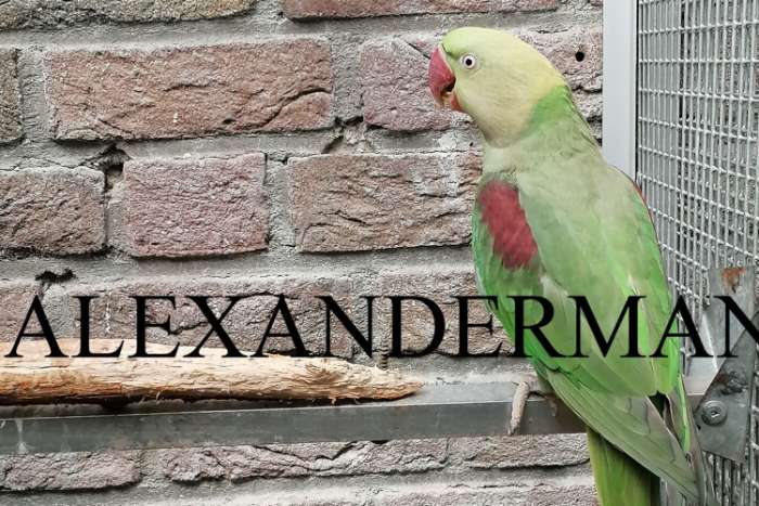 grote alexander parkieten mutaties