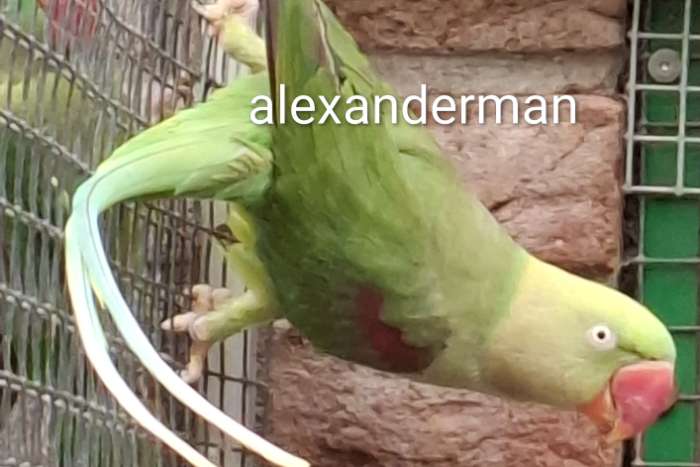 grote alexander parkieten mutaties