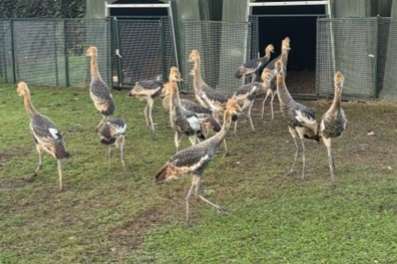 7 koppels grijze kroonkraanvogels