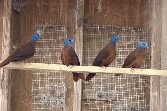 blauwkop bosduifjes/turtur brehmeri