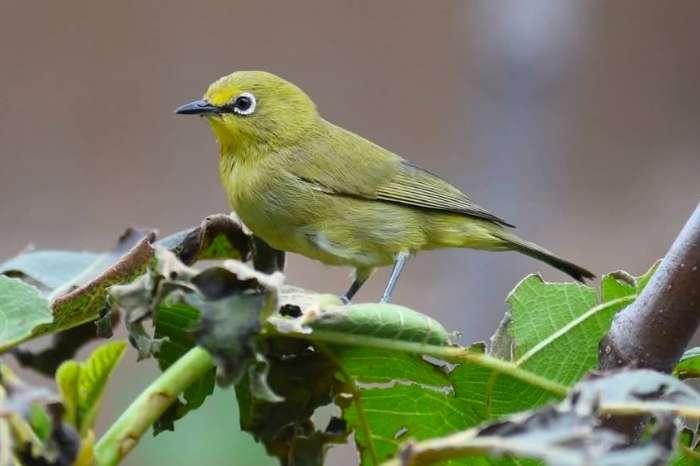 0-1 senegal brilvogel zosterops senegalensis