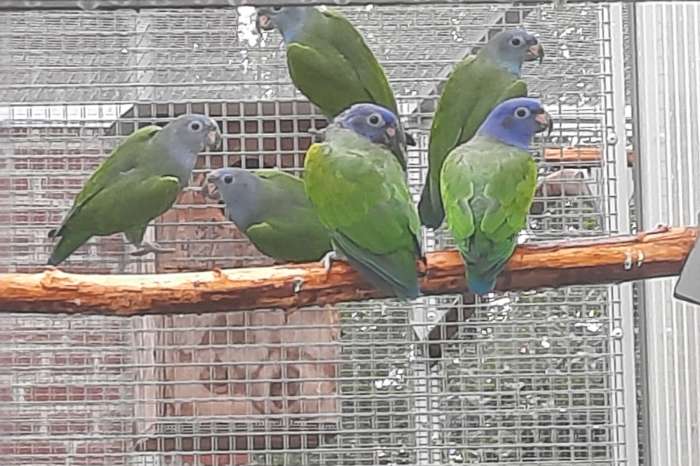 pionus menstruus / zwartoor-papegaaien.