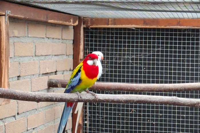 goudmantel rosella