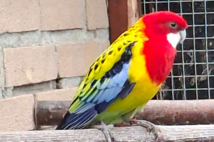 goudmantel rosella