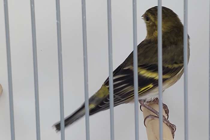 baardsijs spinus barbatus