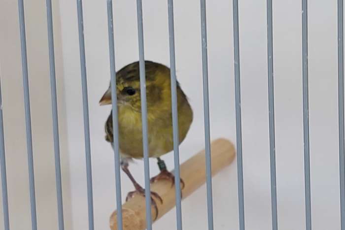 baardsijs spinus barbatus