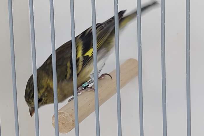 baardsijs spinus barbatus