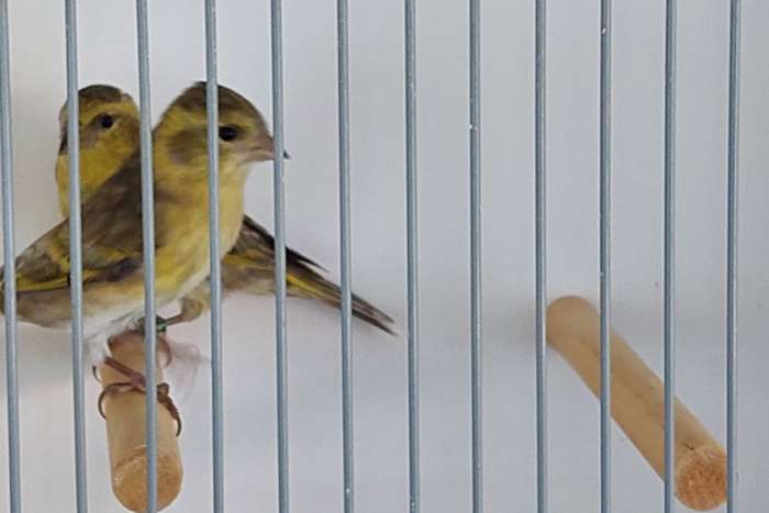 baardsijs spinus barbatus mut