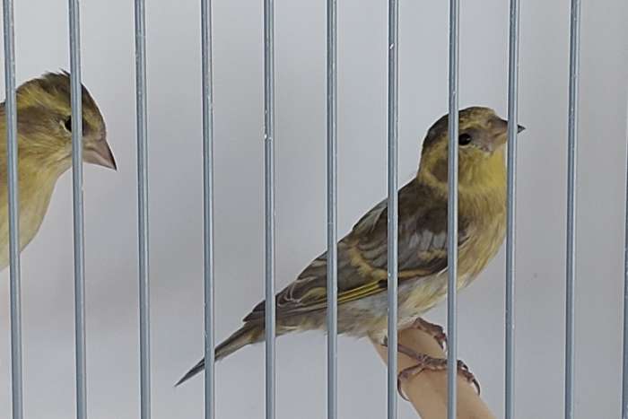 baardsijs spinus barbatus mut