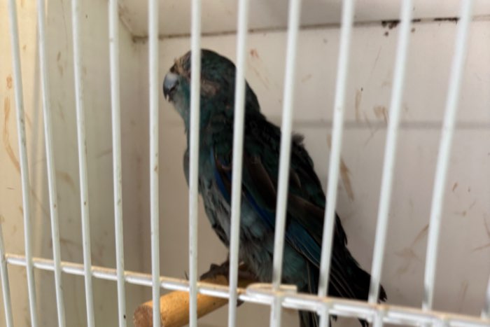 kakariki blauw gratis