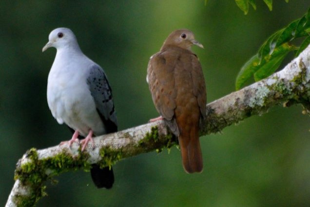 blauwe grondduif onverwant koppel geringd