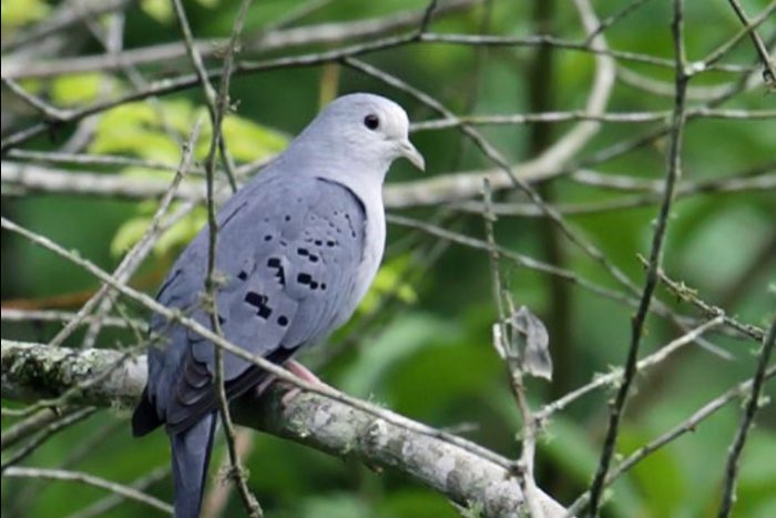 blauwe grondduif onverwant koppel geringd