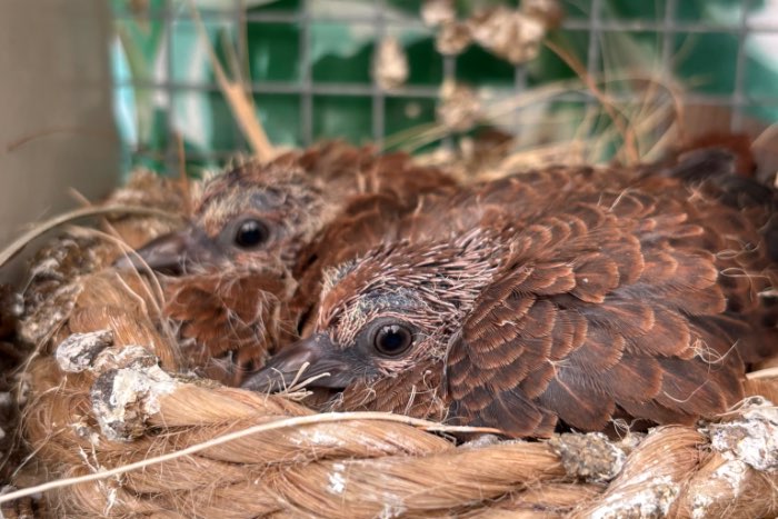 blauwe grondduif onverwant koppel geringd