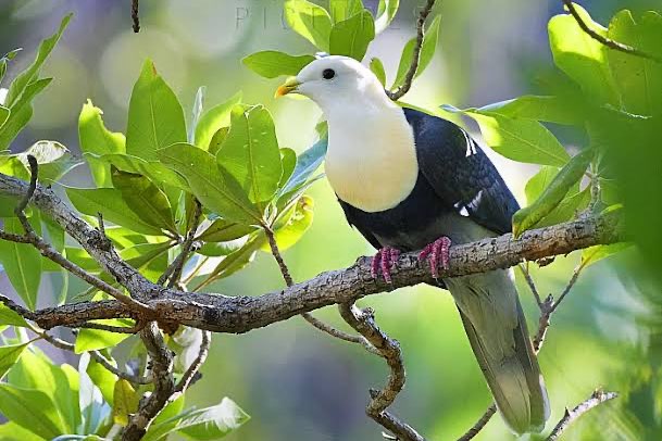 different fruit pigeons