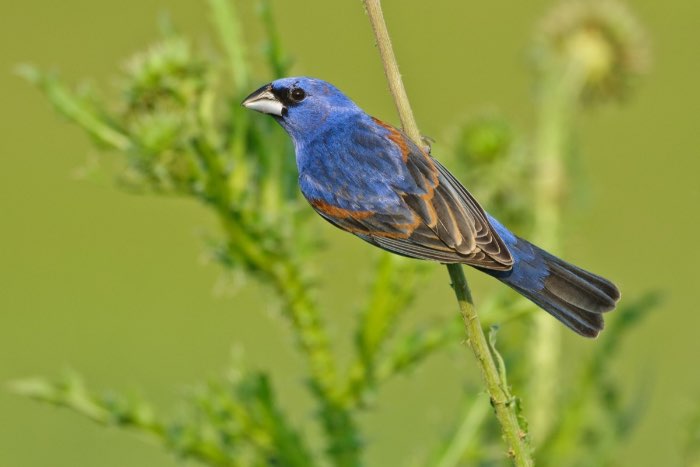 1-1 noord amerikaanse blauwe bisschop (passerina caerulea)