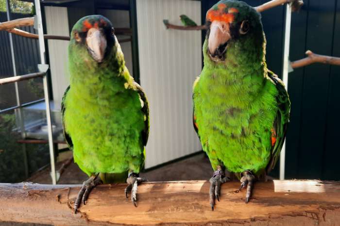 kweekkoppel poicephalus g.massaicus incl. jongen en ...