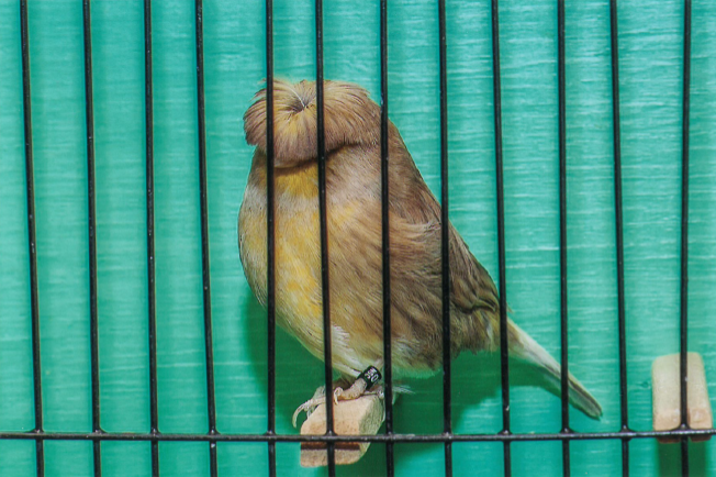 vogel show meerssen 24 en 25 okt 2026