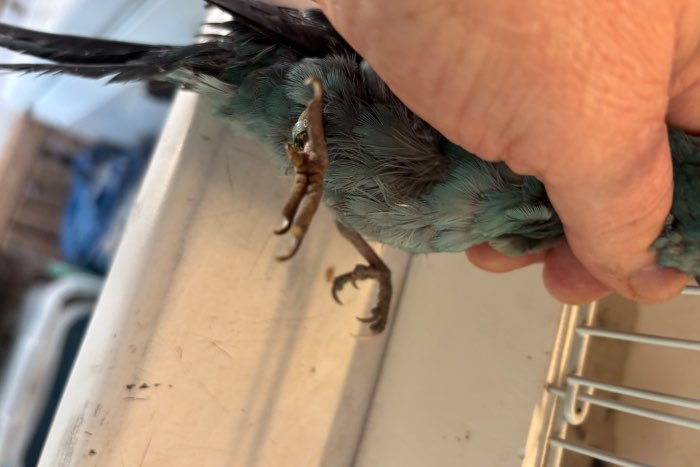 kakariki blauw gratis