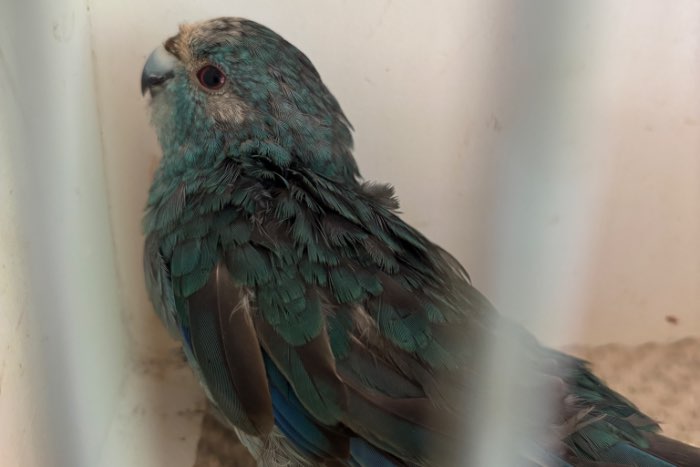 kakariki blauw gratis