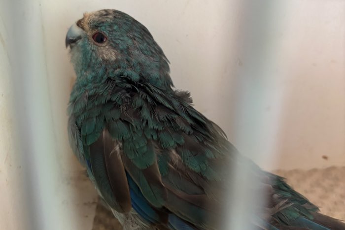 kakariki blauw gratis