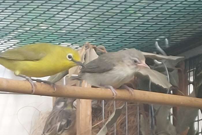 zosterops senegalensis.