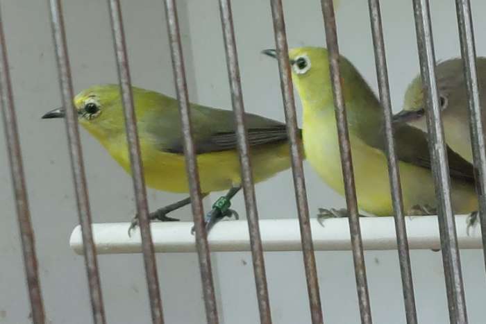 zosterops senegalensis.