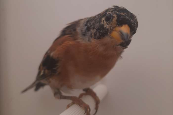 soorten europese kultuur vogels