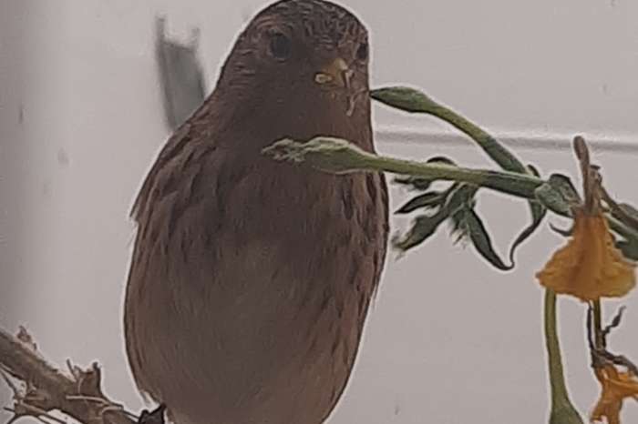 soorten europese kultuur vogels