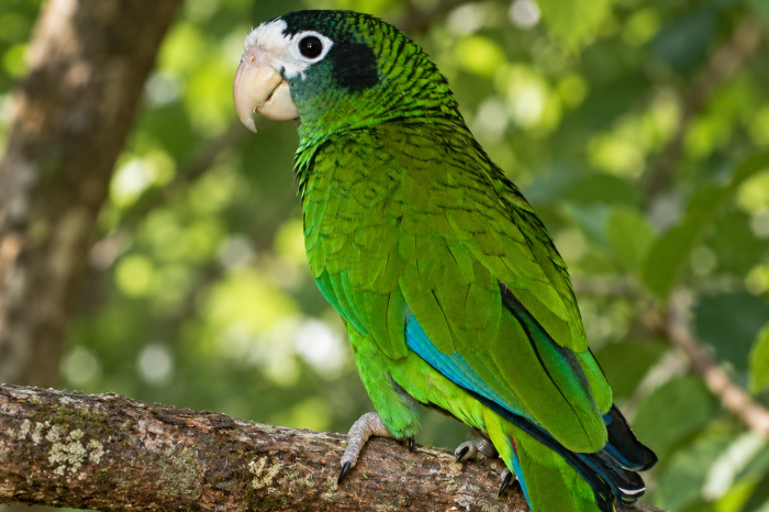 amazone ventralis