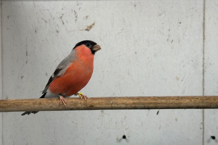 noordse goudvink bruin
