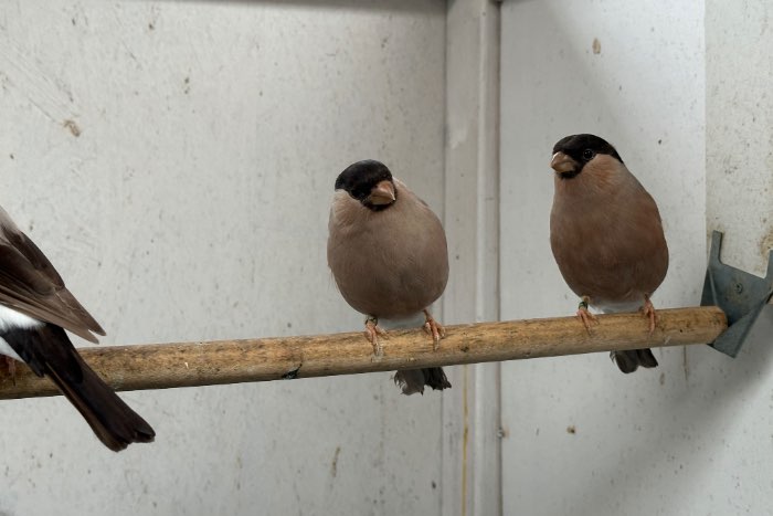 noordse goudvink bruin