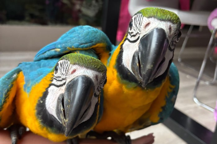 super tamme jonge blauwgele ara’s (12 juli) – gewend aan druk ge