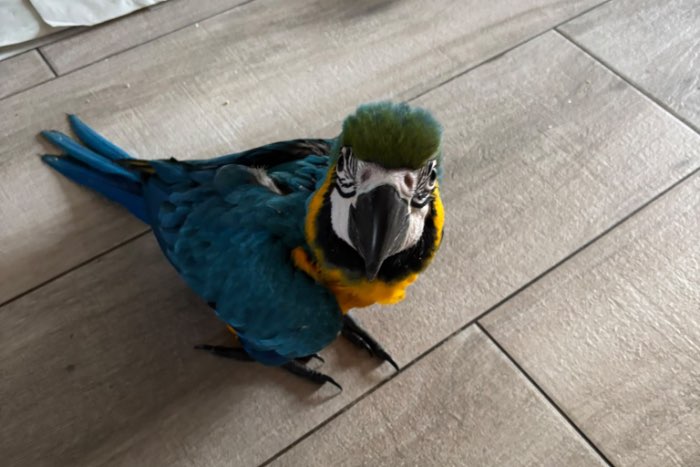 super tamme jonge blauwgele ara’s (12 juli) – gewend aan druk ge