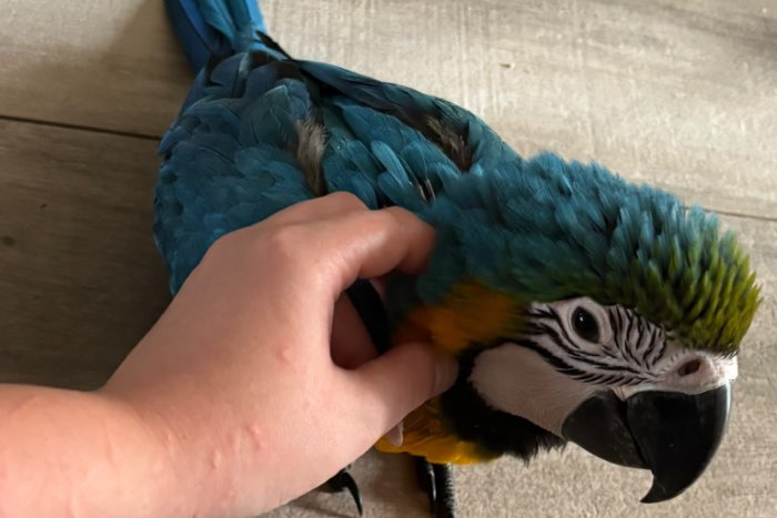 super tamme jonge blauwgele ara’s (12 juli) – gewend aan druk ge