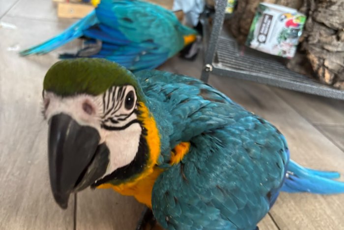 super tamme jonge blauwgele ara’s (12 juli) – gewend aan druk ge