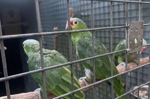 geelwangamazone