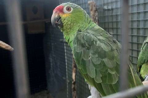 geelwangamazone