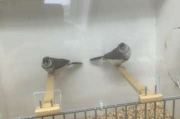 vogelmarkt kweeklust voorthuizen
