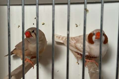 phaeo (ex-isabel) bruin x bruin/split phaeo (isabel) bruin