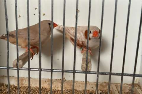 phaeo (ex-isabel) bruin x bruin/split phaeo (isabel) bruin