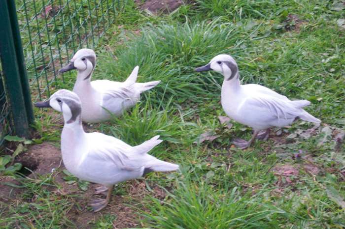 siereenden baikal opaal - wintertaling zilverblauw