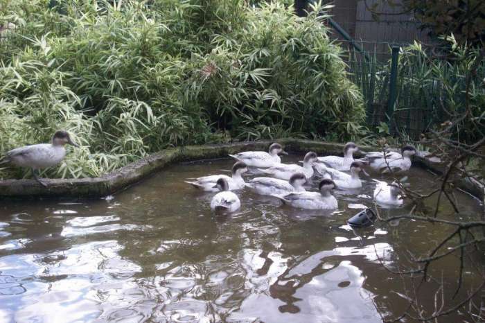 siereenden baikal opaal - wintertaling zilverblauw