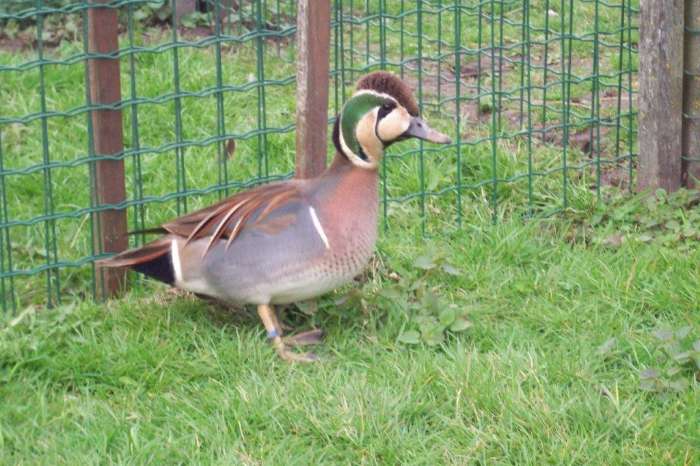siereenden baikal opaal - wintertaling zilverblauw